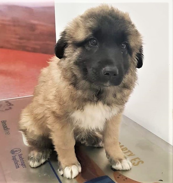 adopta