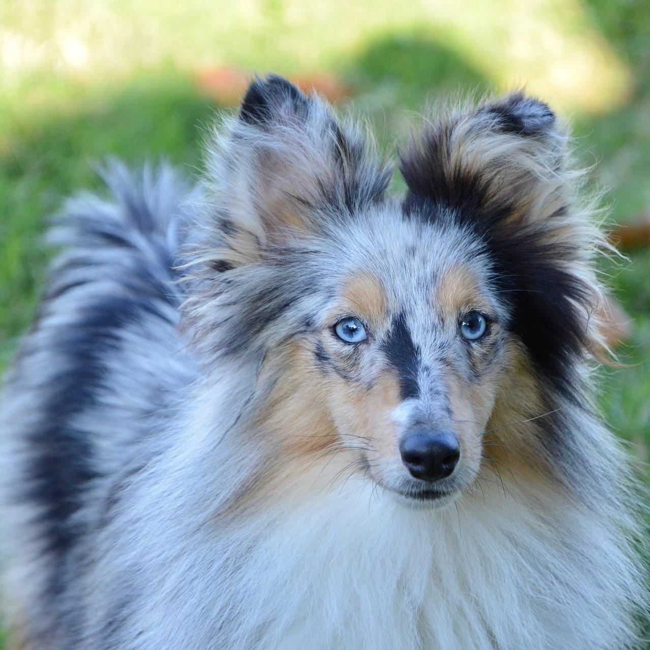 ¿Qué son los perros Merle y Doble Merle? Tuperroesbienvenido